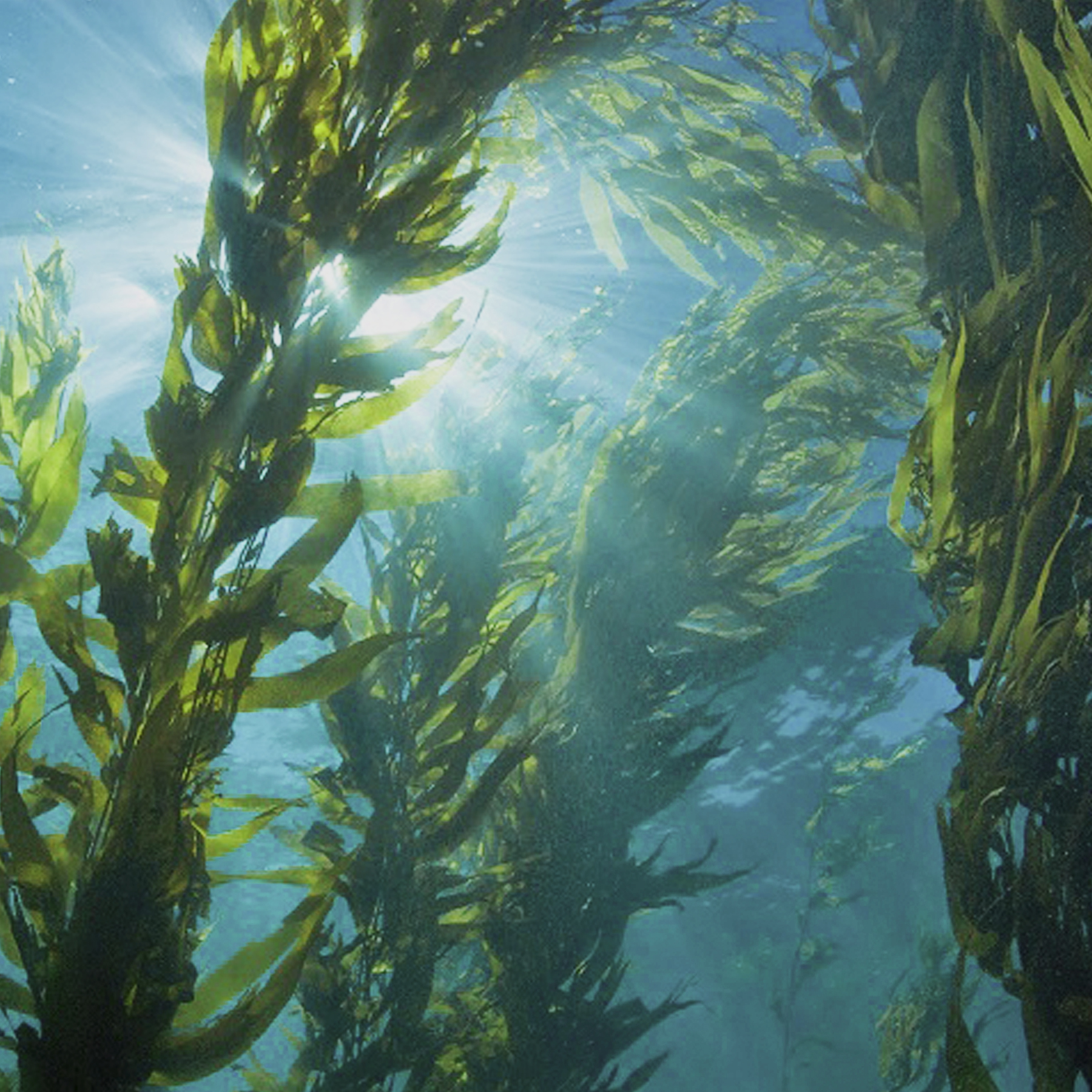 Algas marinas: Podrían alimentar al mundo - Solesteview