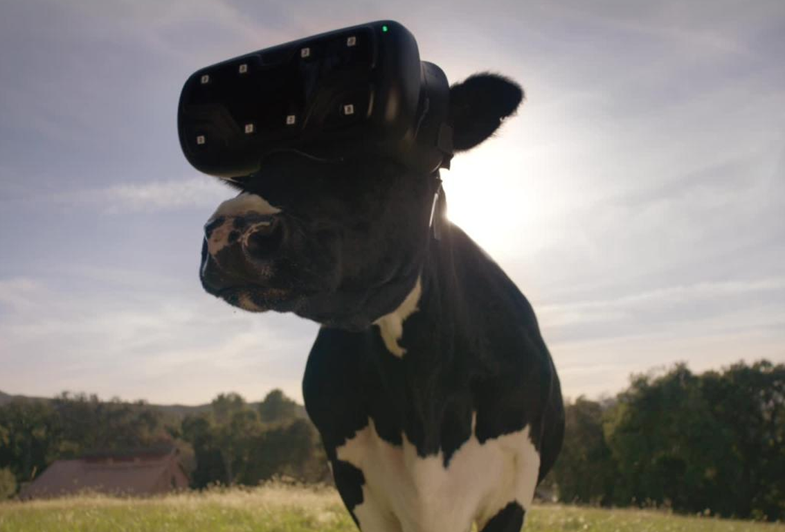vacas realidad virtual 1