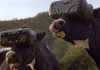 vacas realidad virtual P