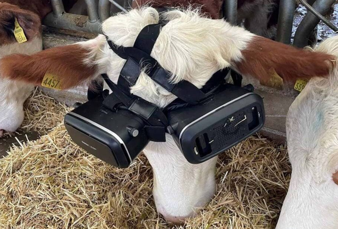 vacas realidad virtual 2