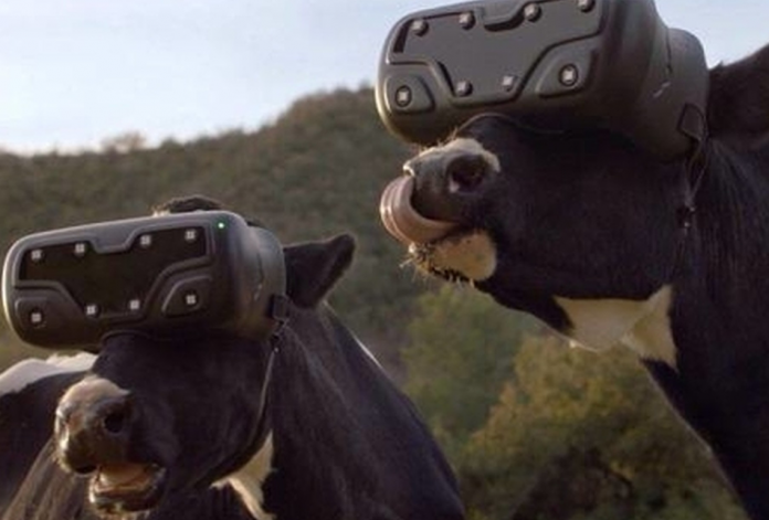 vacas realidad virtual P