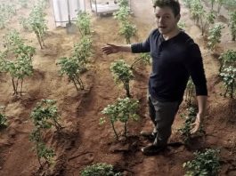 cultivando papas P
